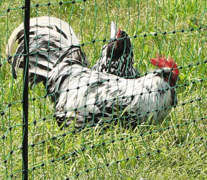 Piquet Enclos Amovible