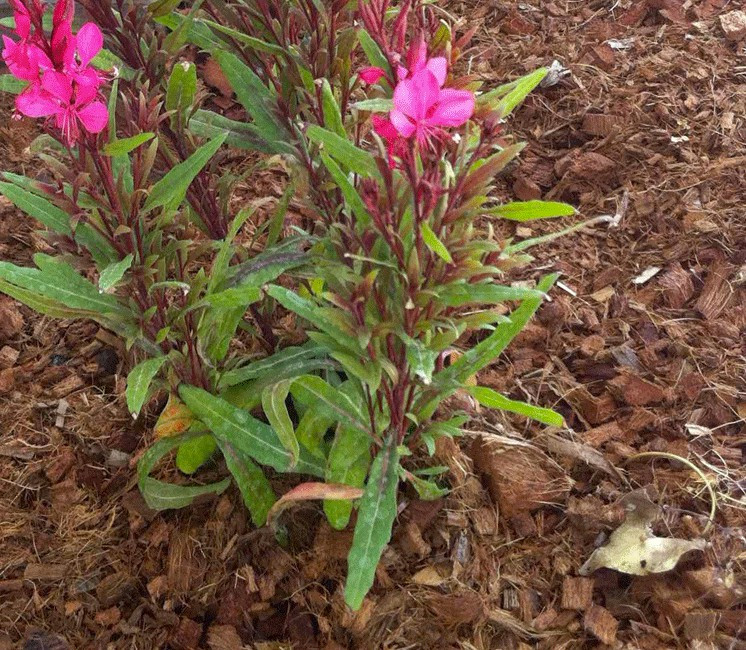 Paillage de chips de coco compressé 4.5kg Paillage de chips de coco compressé 4.5kg