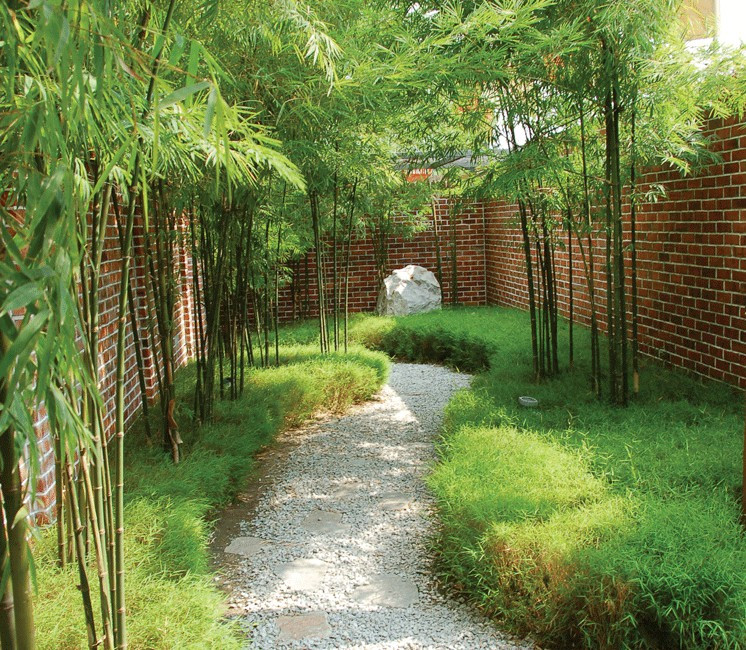 Anti Racines / Rhizomes / Bambou