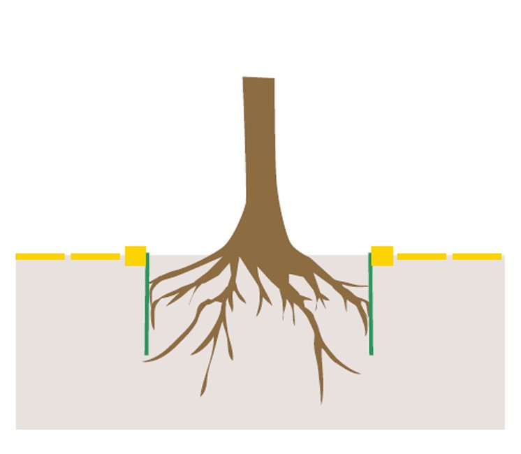 Anti Racines / Rhizomes / Bambou