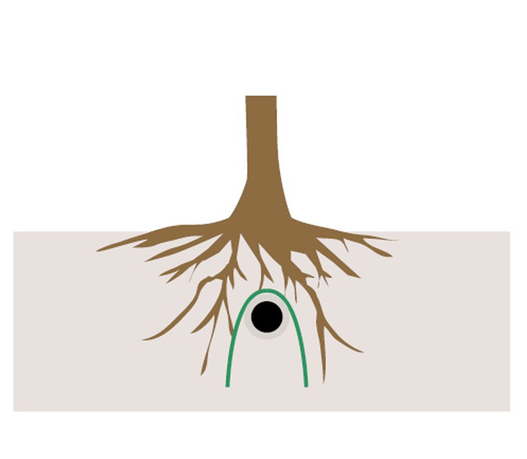 Anti Racines / Rhizomes / Bambou