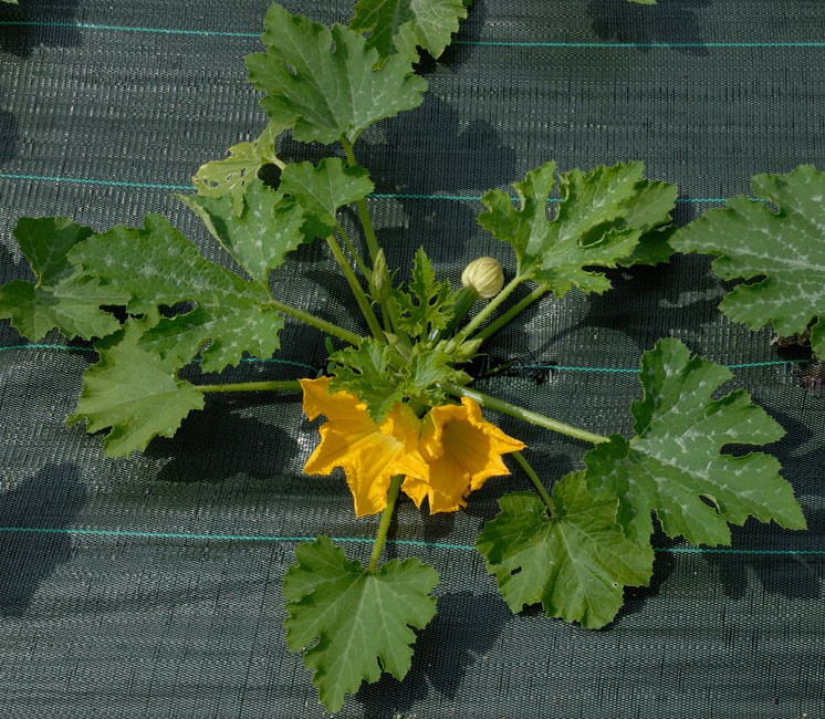 Paillage grande largeur 415cm