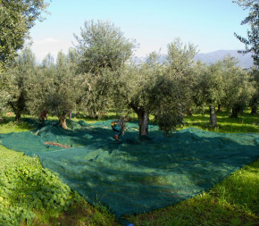 Filet de Récolte 65g Fendue avec Oeillets Filet de Récolte 65g Fendue avec Oeillets