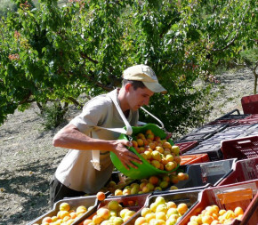 Panier de récolte Kangourou