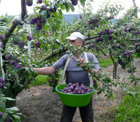 Panier de récolte Kangourou