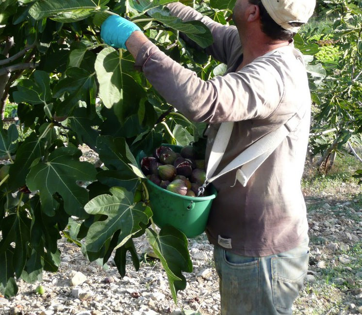 Panier de récolte Kangourou