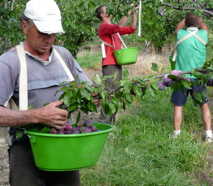 Panier de récolte Kangourou