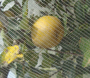 Alt'Carpo (Filet Anti-Insecte) Alt'Carpo (Filet Anti-Insecte)