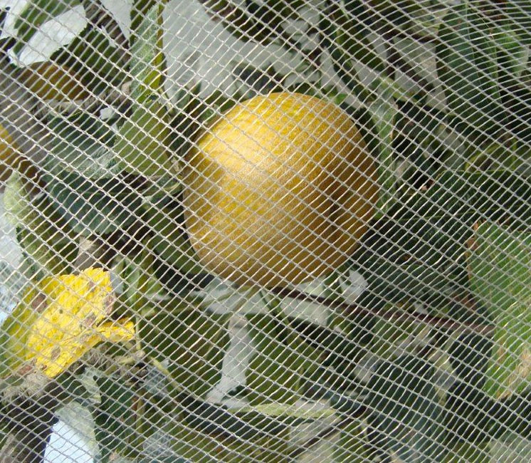 Alt'Carpo (Filet Anti-Insecte) Alt'Carpo (Filet Anti-Insecte)