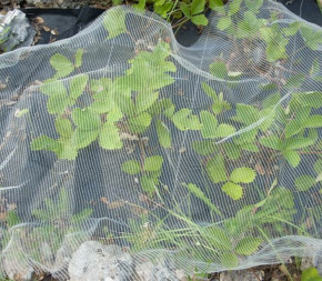 Filet de protection anti-insecte Bioclimat Filet de protection anti-insecte Bioclimat