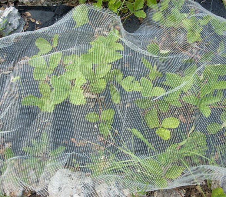 Filet de protection anti-insecte Bioclimat Filet de protection anti-insecte Bioclimat