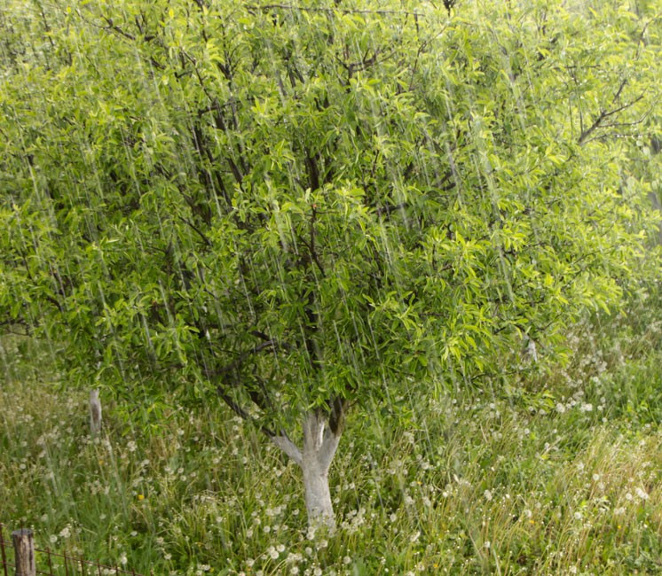 Filet anti-grêle - 4 x 7m