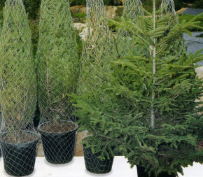 Filet à sapin - 34cm x 3000m