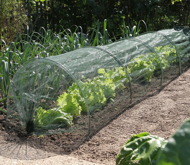 Kit Tunnel 2 en 1 : film de forçage et filet anti-insecte