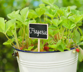 Achat Lot de 4 étiquettes en... pas cher