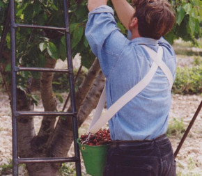 Harnais pour panier de récolte Kangourou
