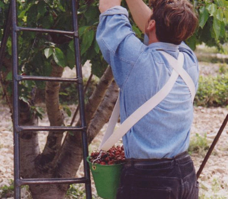 Harnais pour panier de récolte Kangourou