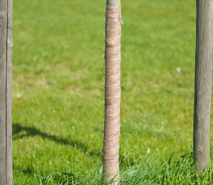 Bandeau de tuteurage en jute