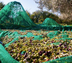 Filet de Récolte 100g (Rouleau de 100m)