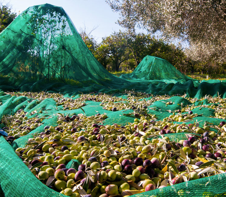 Filet de Récolte 100g (Rouleau de 100m)