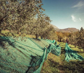 Filet de Récolte 100g (Rouleau de 100m)