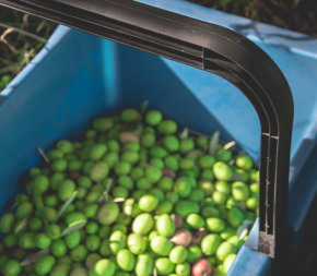 Panier de récolte ou de vendange