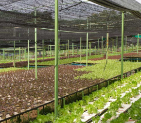 Filet d'ombrage 70% pour serre et cultures