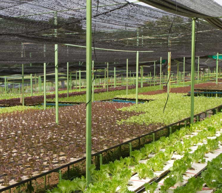 Filet d'ombrage 70% pour serre et cultures