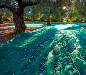 Achat Filet de récolte 55g 3x80m pas cher