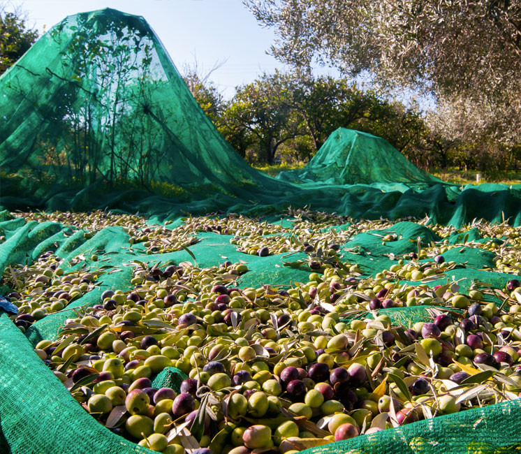 Filet de récolte 55g 3x80m