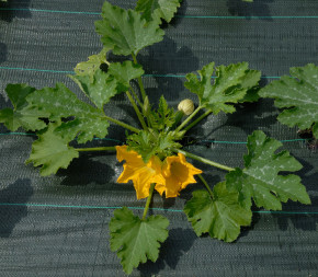 Toile de Paillage 2.10 x 25m