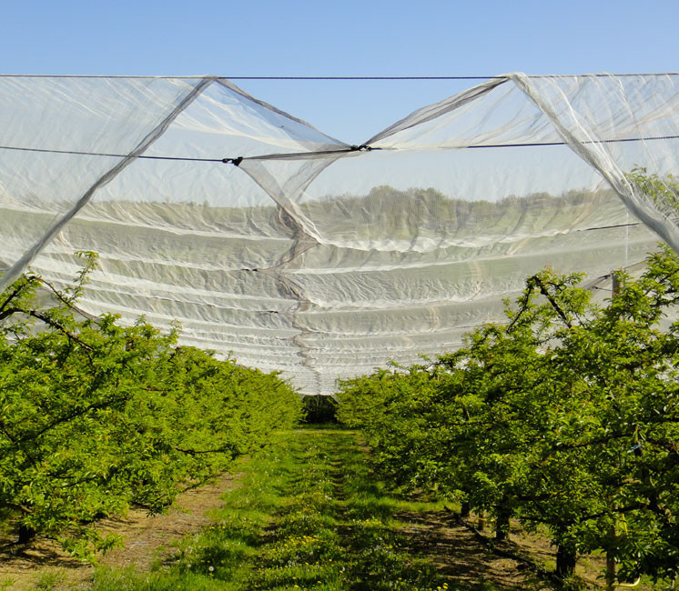 Filet anti-grêle 8x8m - 70g - boucles + ralingue