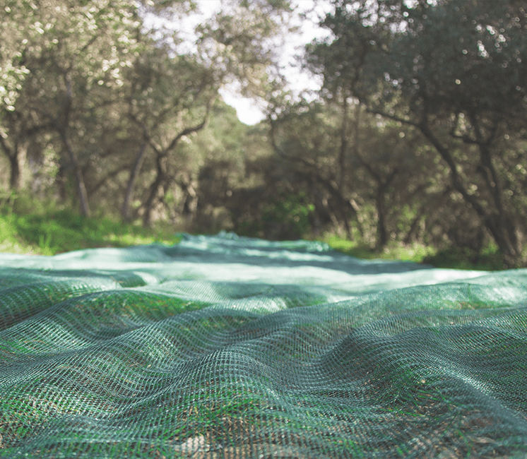 Filet de Récolte 55g - 3mx80m