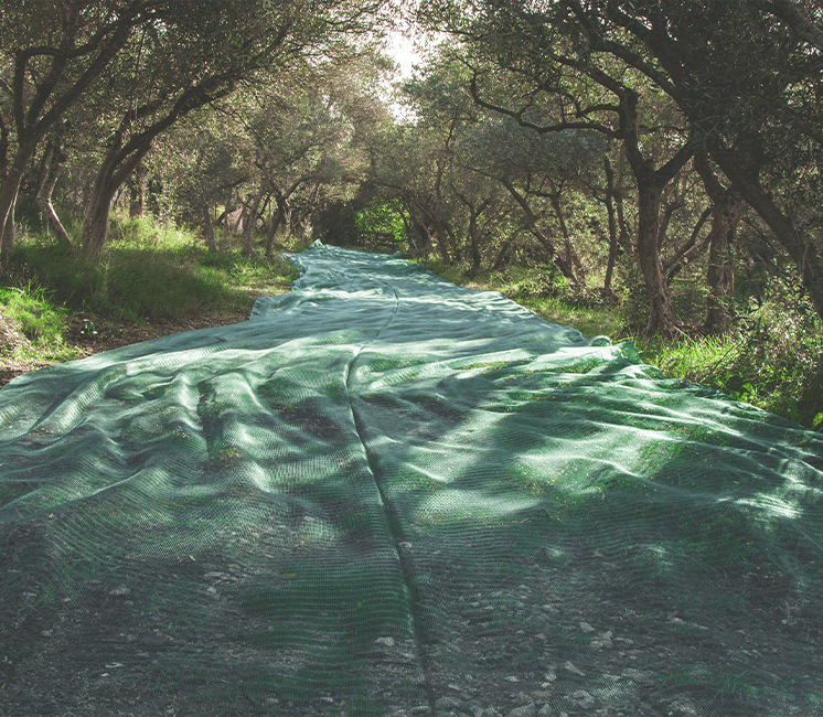 Flet de Récolte 55g - 4mx80m