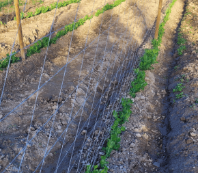 filet a ramer haricots 500m