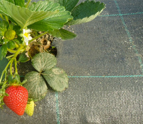 Toile de paillage 1.31 x 95m